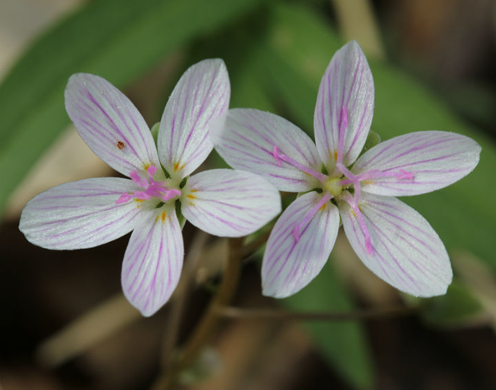 Spring Beauty